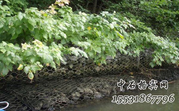 高爾凡雷諾護墊.jpg 高爾凡雷諾護墊.jpg